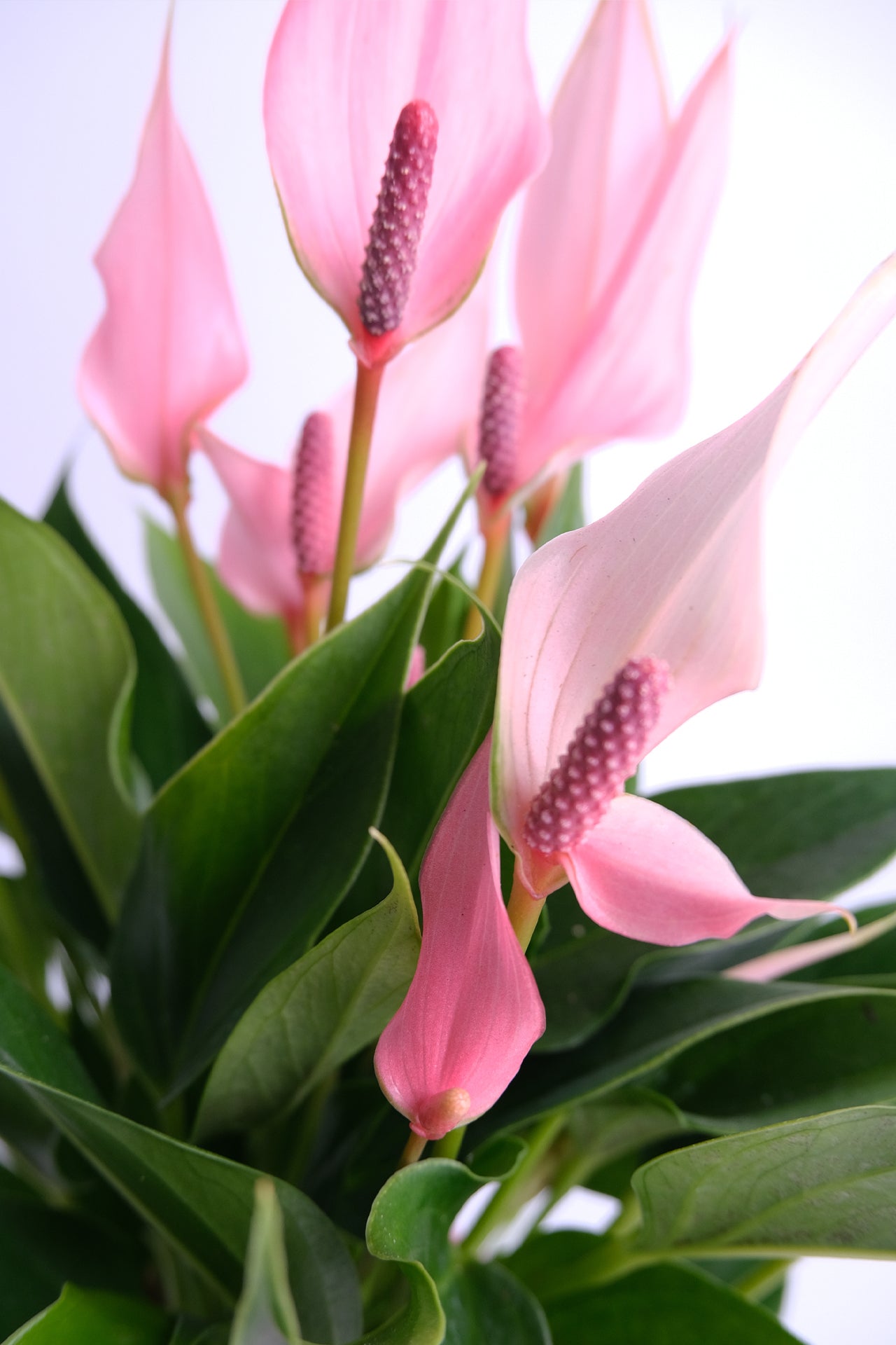 Anthurium Lilli - 00_Anthurium Lilli.jpg