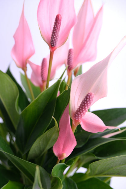 Anthurium Lilli - 00_Anthurium Lilli.jpg