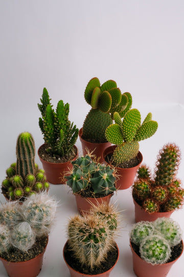 Cactus Mix