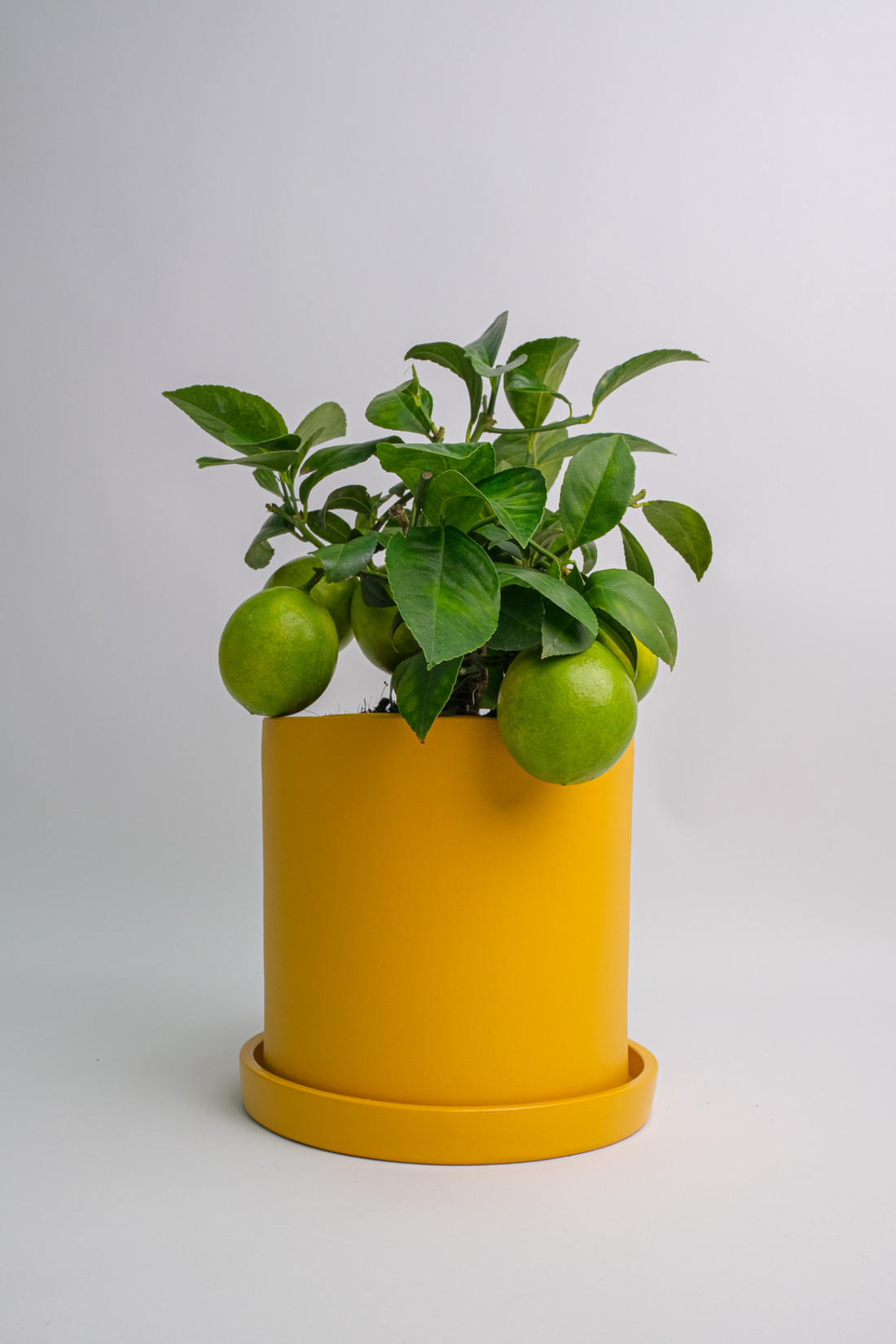 Citrus Lemon bush - Image 1
