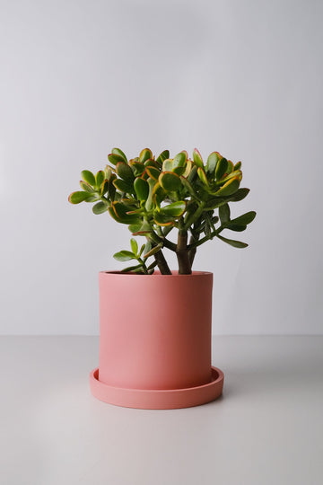 Crassula Ovata