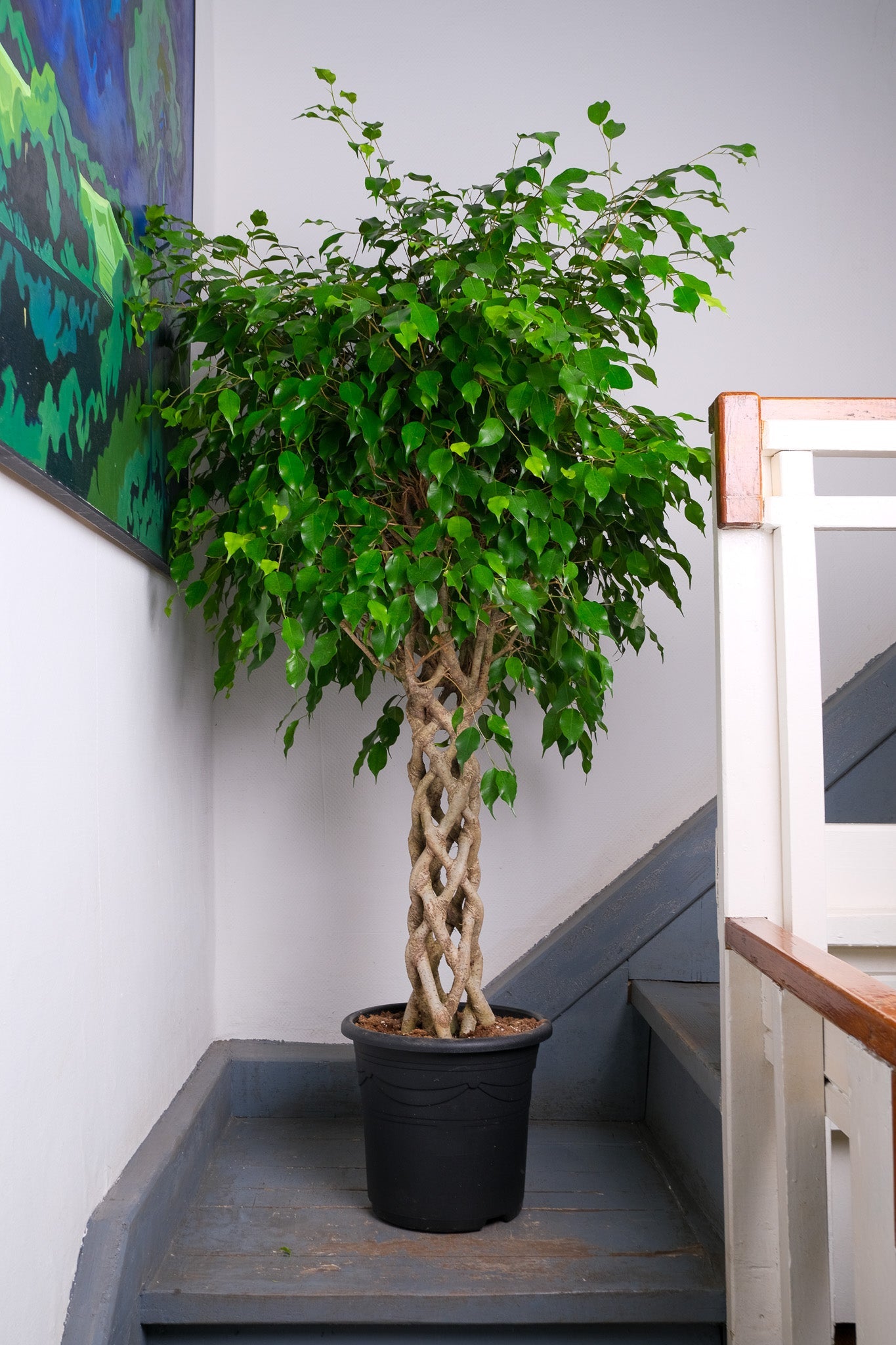 Ficus Be Exotica Stem Cilinder