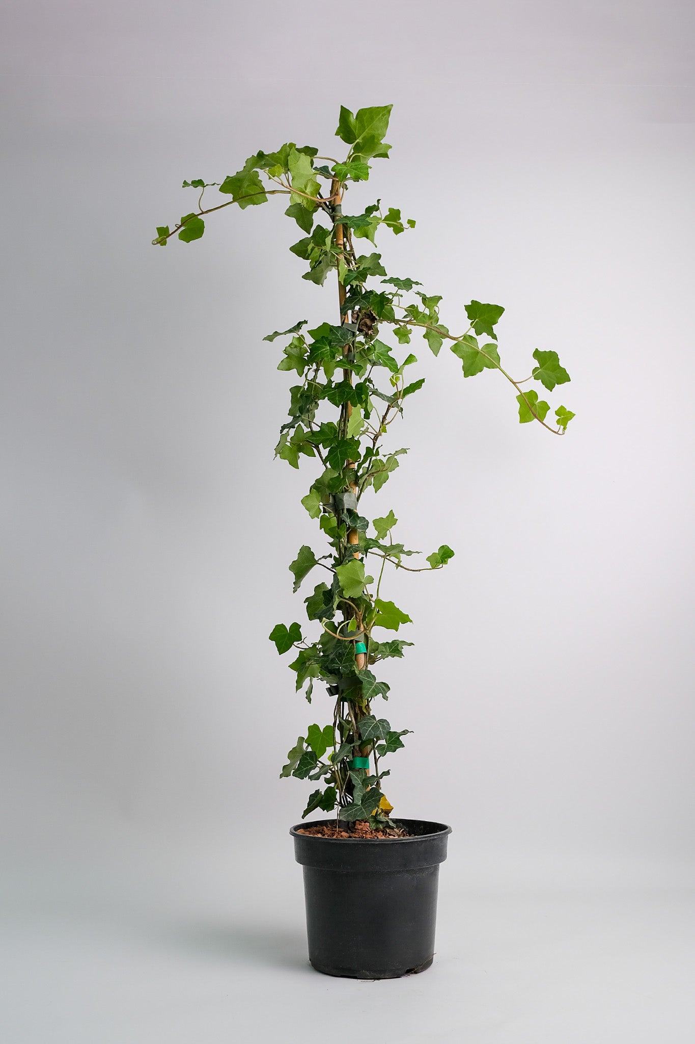 Hedera exterior - Image 1