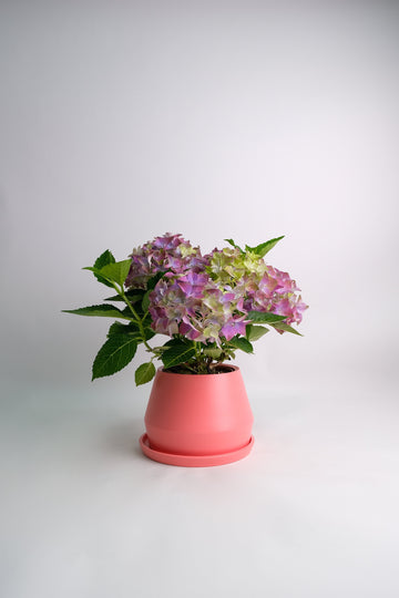 Hortensie mix
