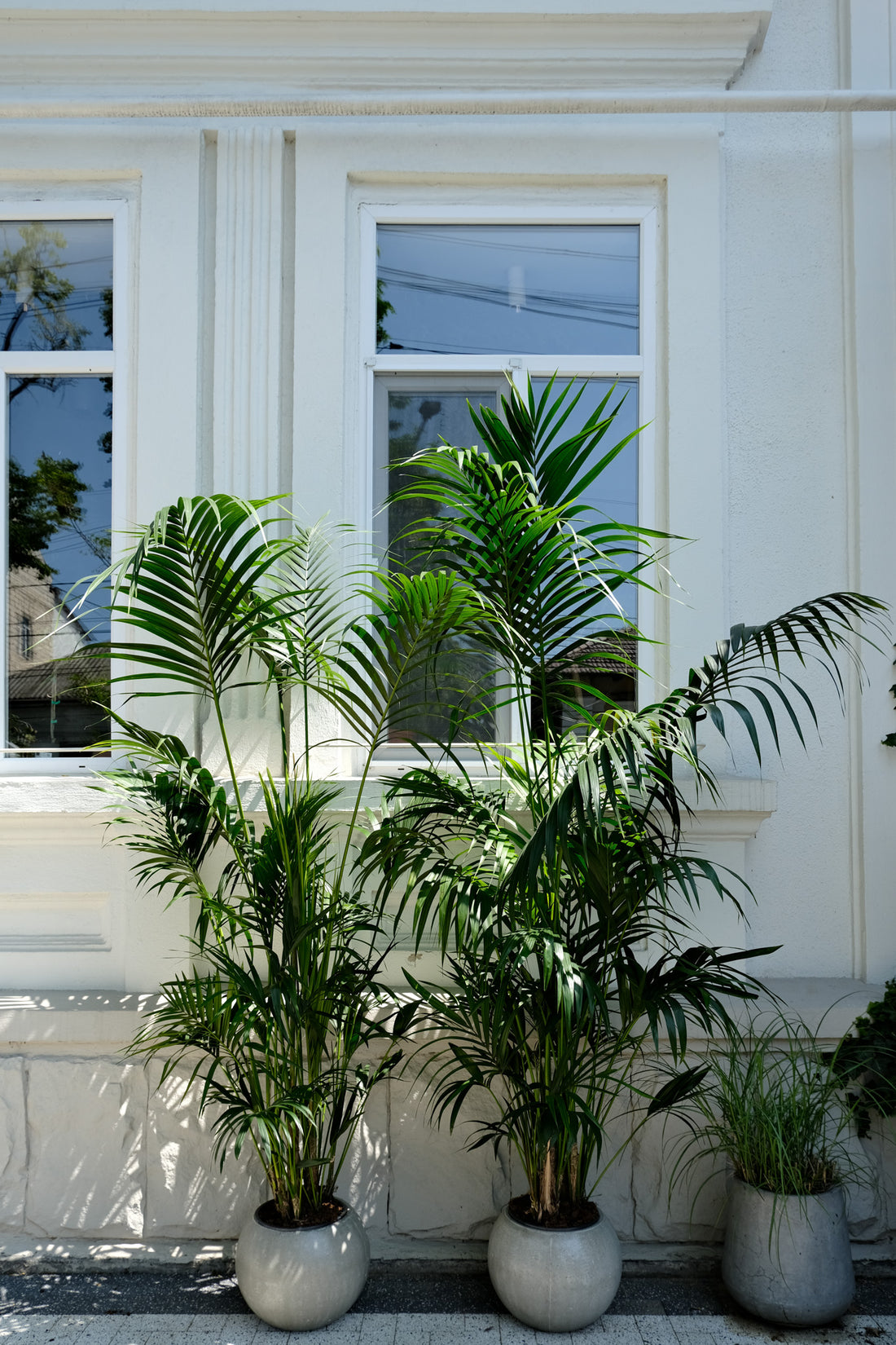 Howea Forsteriana