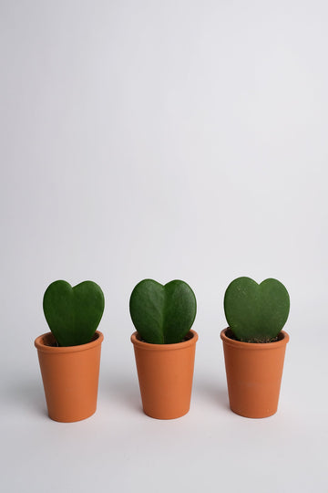 Hoya heart