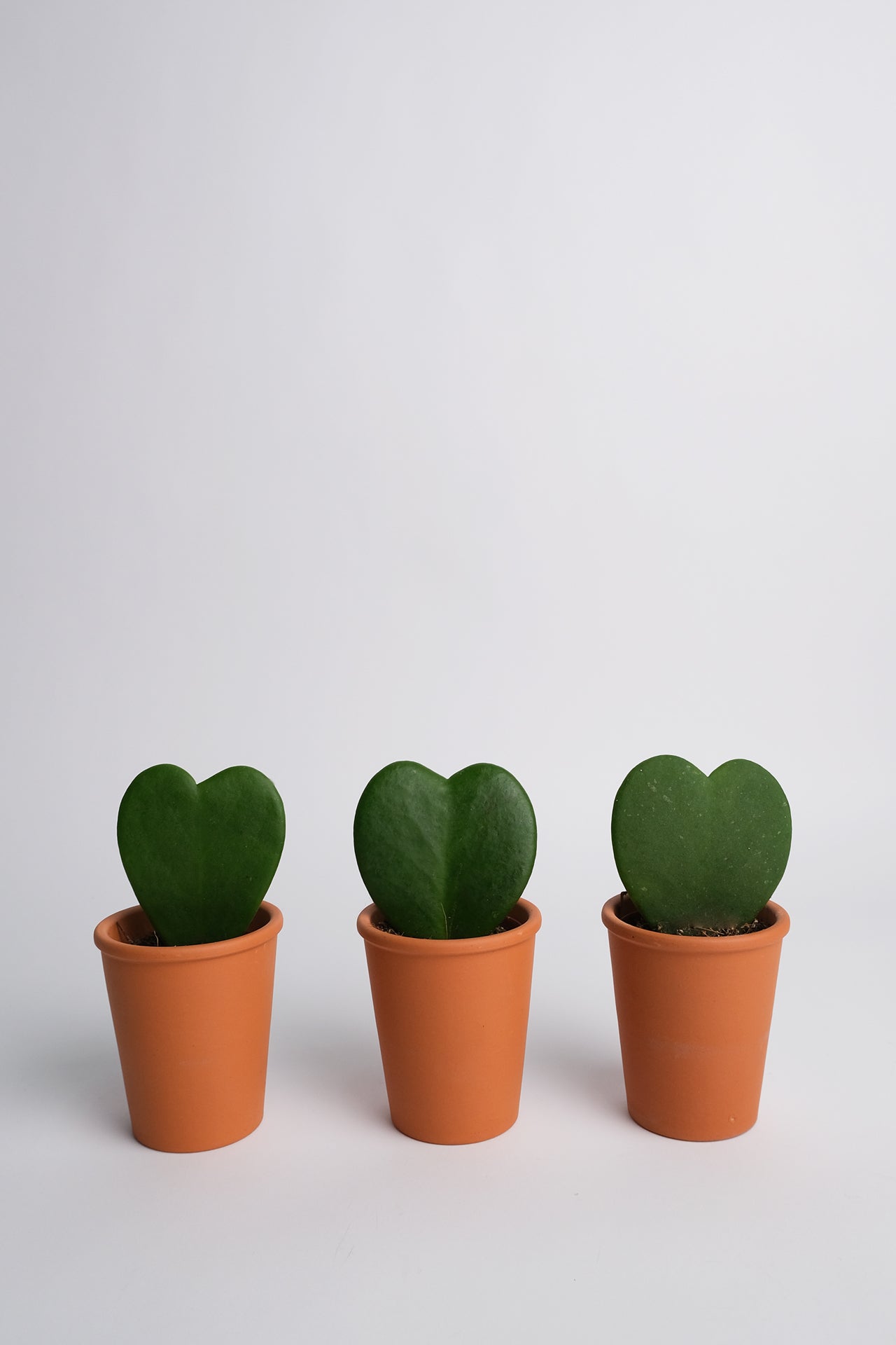 Hoya heart - Image 0