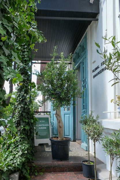 Maslin on Old Stem - Image 1