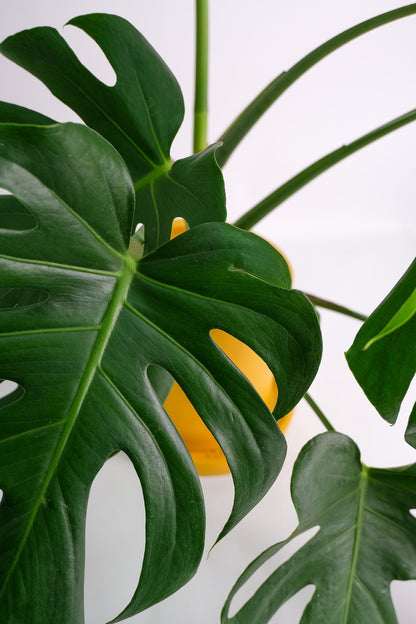 Monstera Deliciosa - Image 1