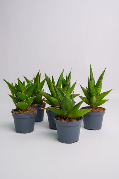 Sansevieria Mix - Image 1
