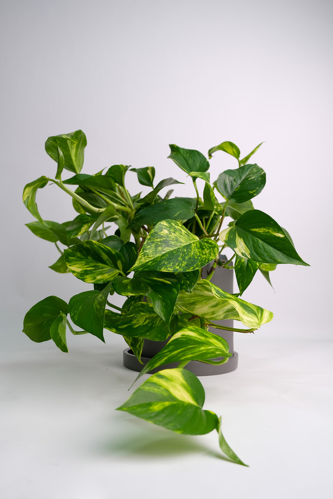 Scindapsus Aureum