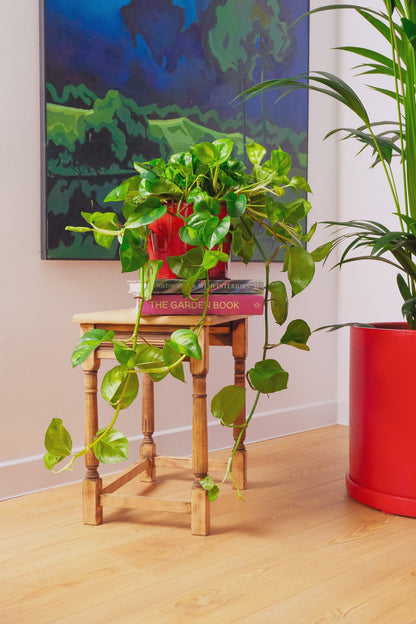 Scindapsus Global Green - 1