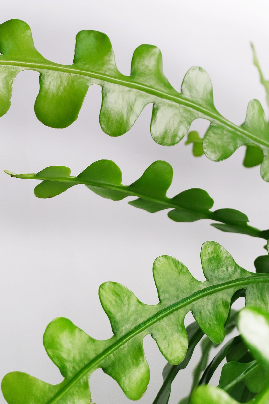 Selenicereus anthonyanus - Image 0