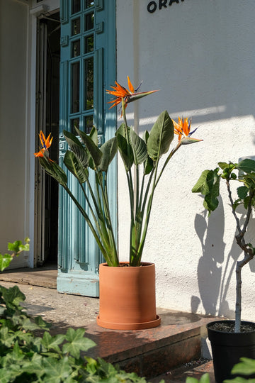 Strelitzia Reginae