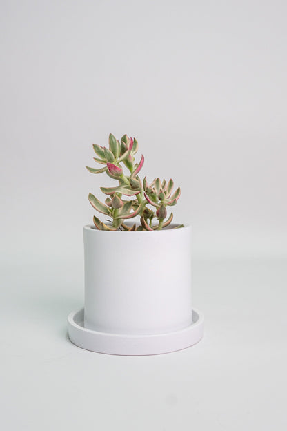 Suculent Mix - Image 0