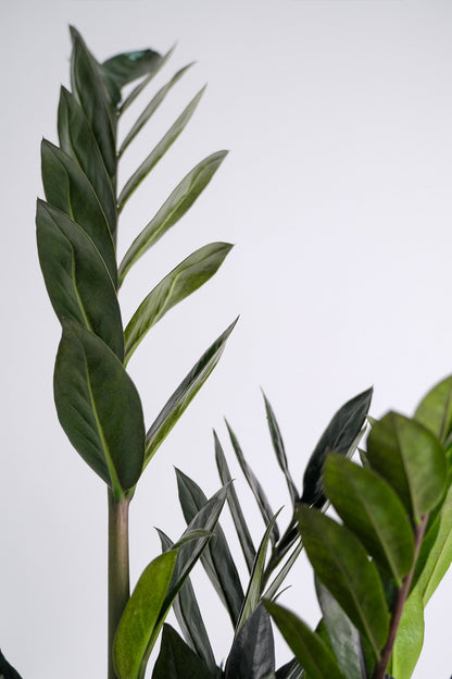 Zamioculcas Raven - 1