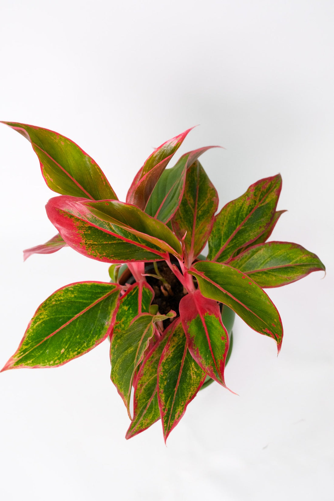 Aglaonema Crete - 1