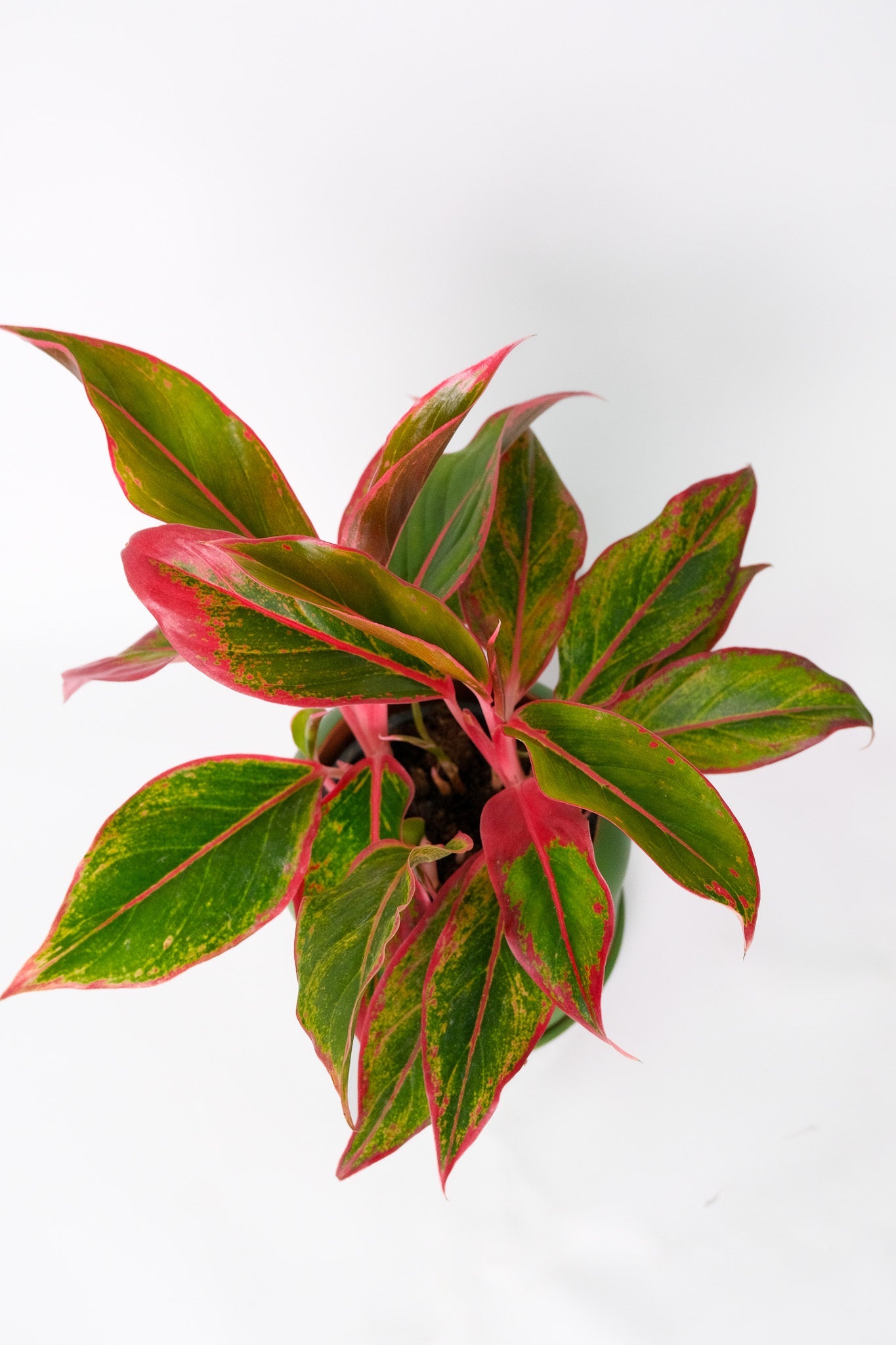 Aglaonema Crete - 1