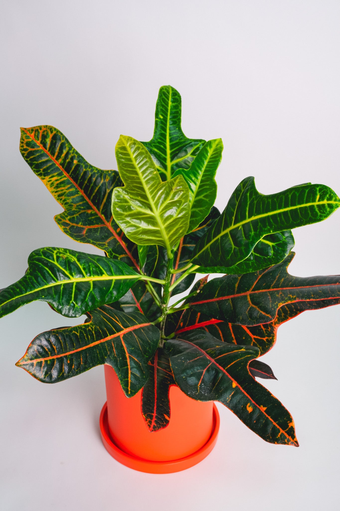 Croton Excellent - Image 1