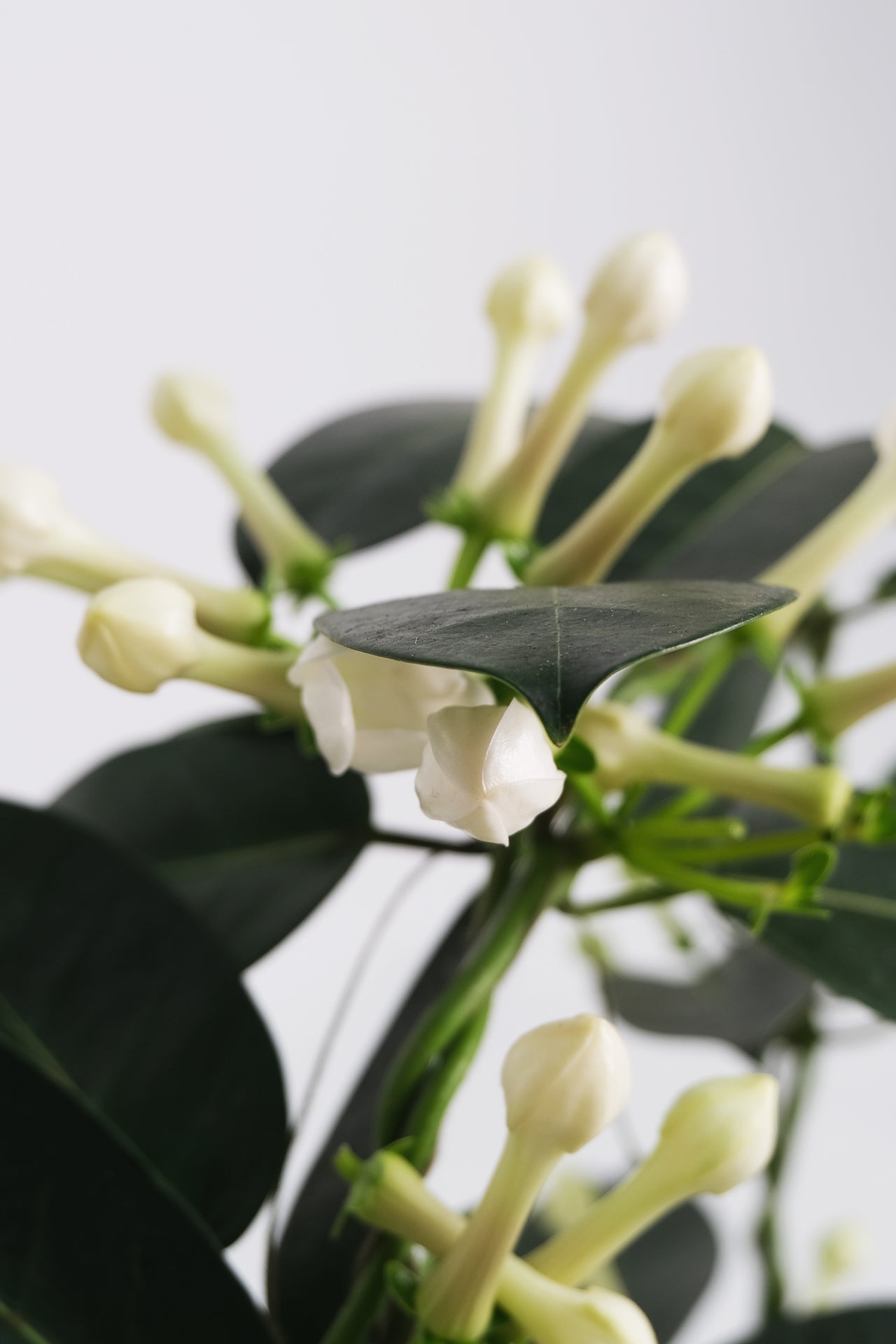 Jasmin Stephanotis - Image 1