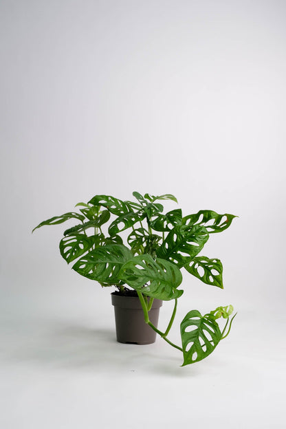 Monstera Monkey - Image 1