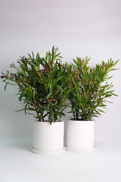 Nerium Oleander - 00_oleandru mix.jpg