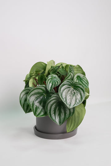 Peperomia Watermelon