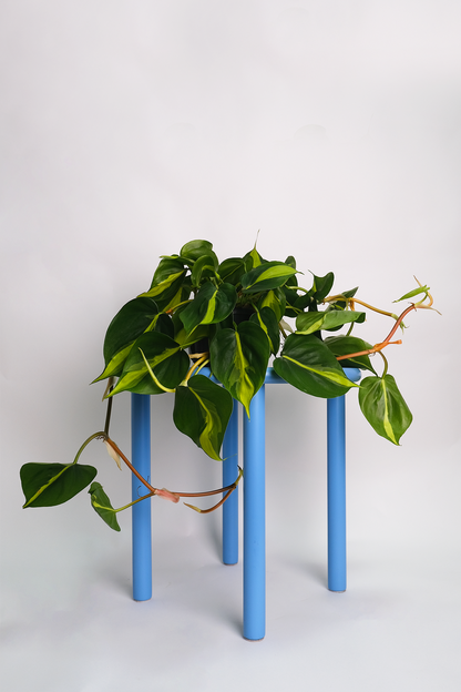 Philodendron Brasil - 1