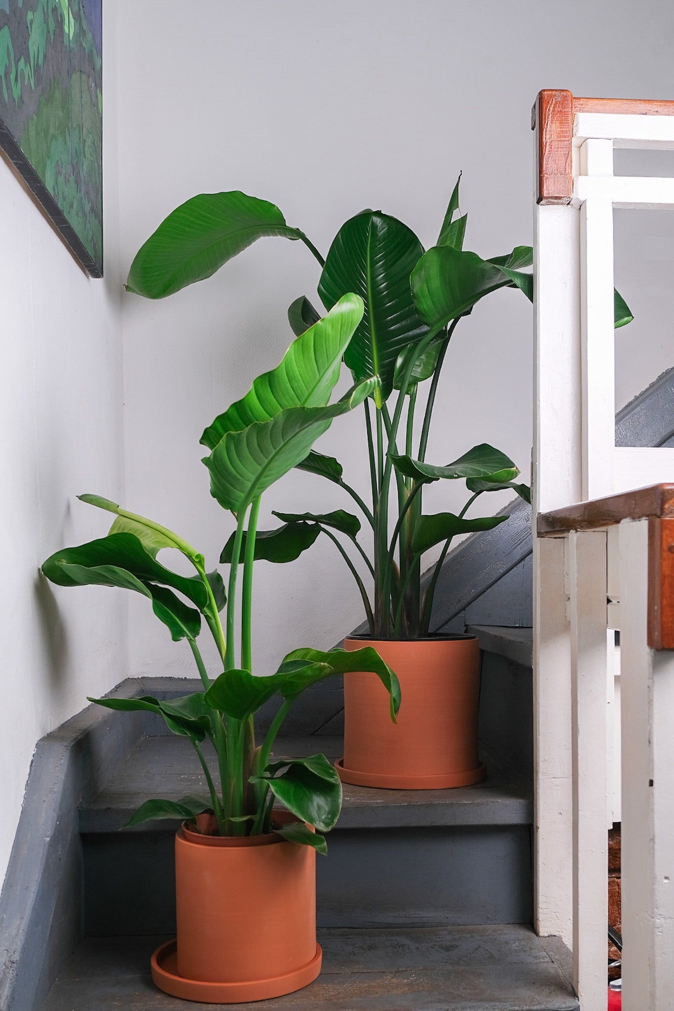 Strelitzia Nicolai - Image 1