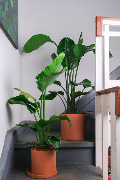 Strelitzia Nicolai - Image 1