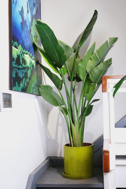 Strelitzia Nicolai - Image 2