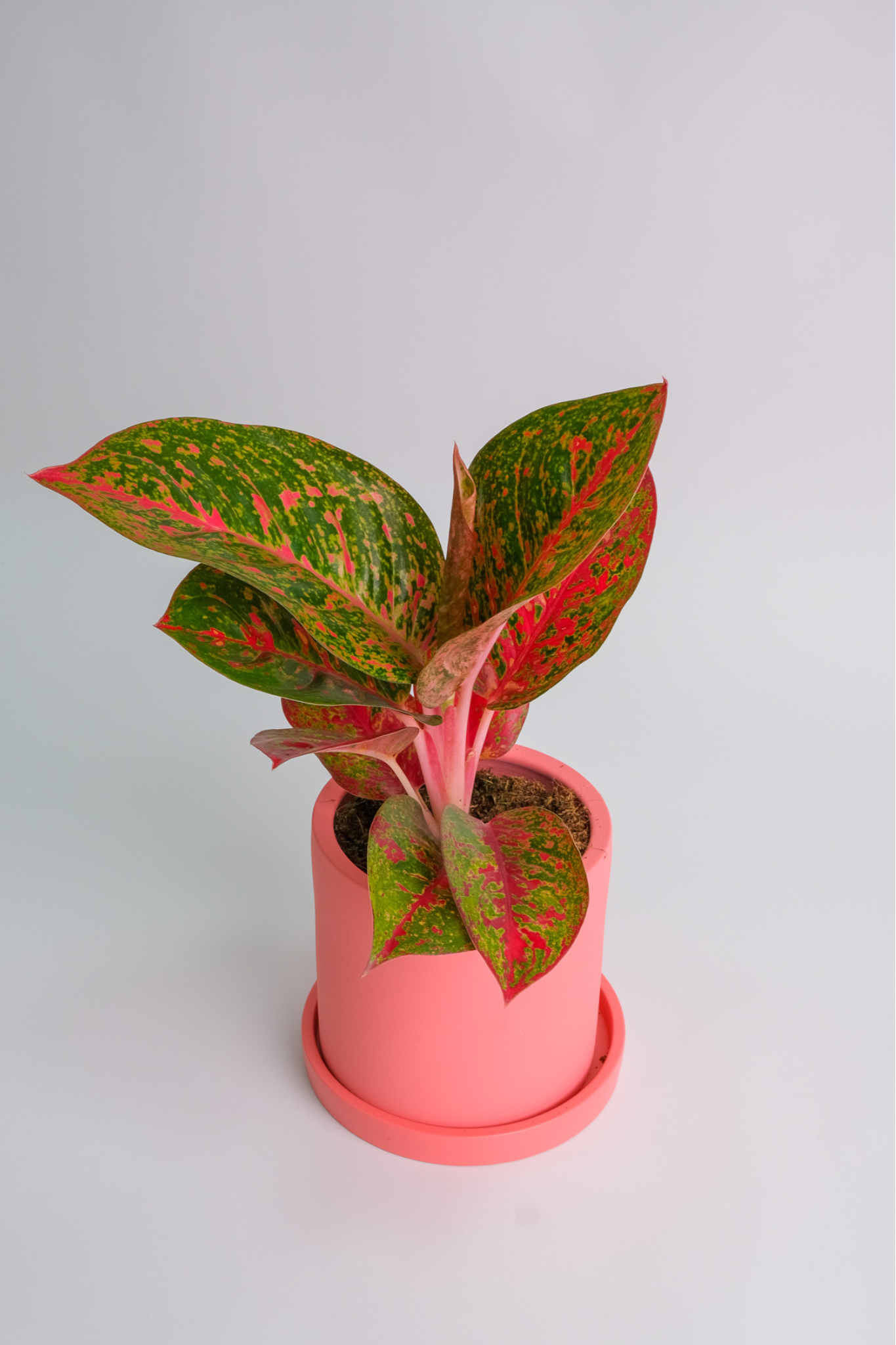 Aglaonema Red Sprinkles