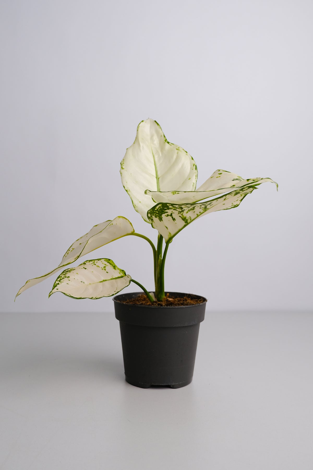 Aglaonema White Joy