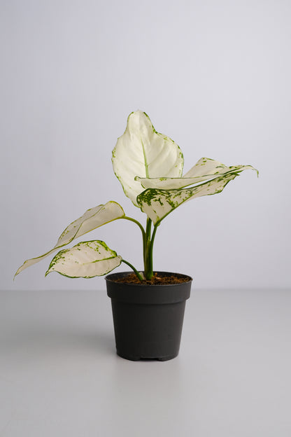 Aglaonema White Joy