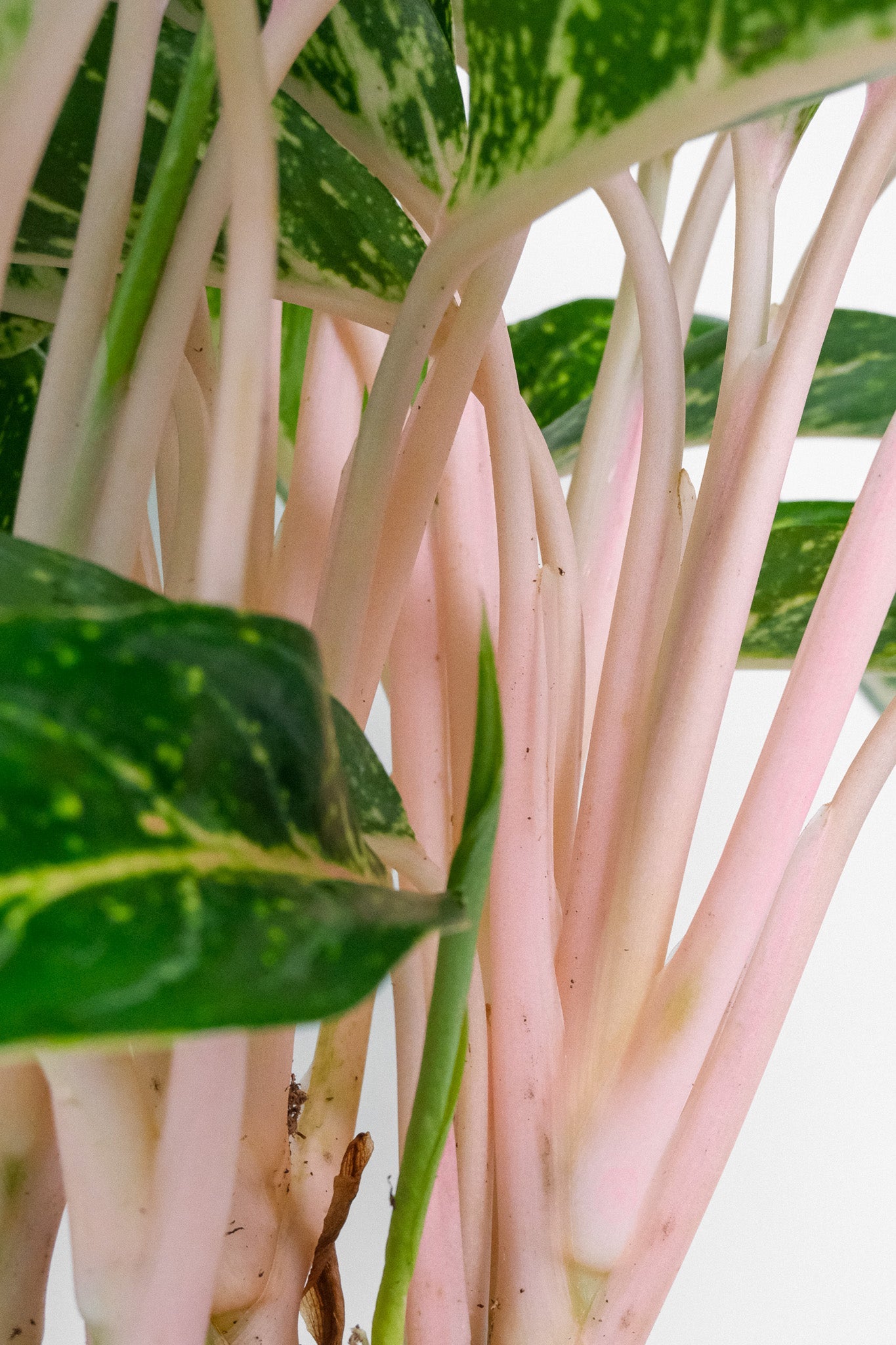 Aglaonema Coco Green - 2