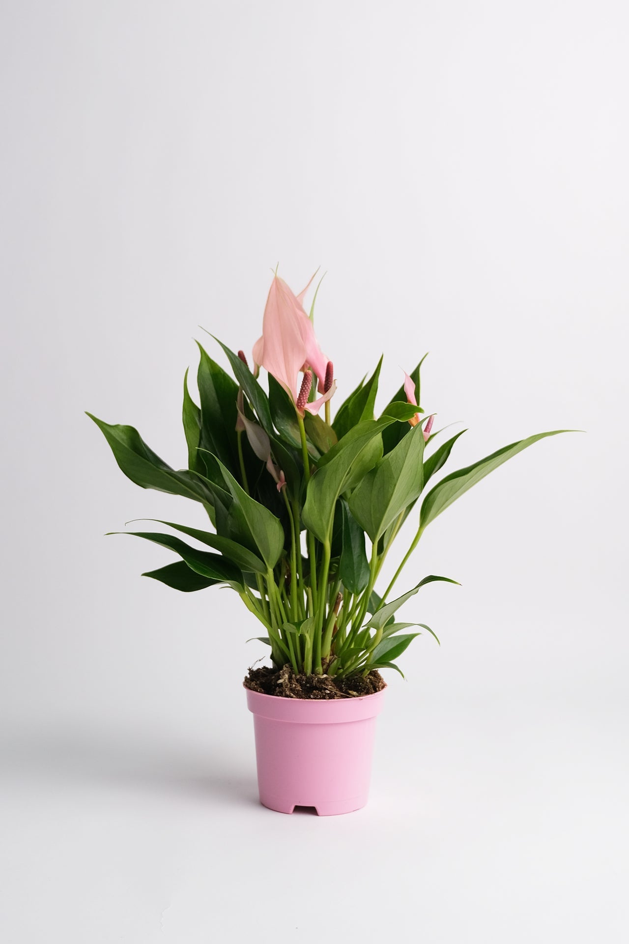 Anthurium Lilli - 01_Anthurium Lilli.jpg