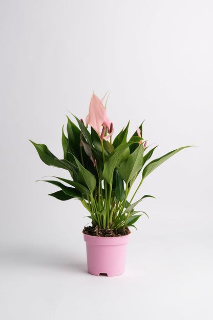 Anthurium Lilli - 01_Anthurium Lilli.jpg