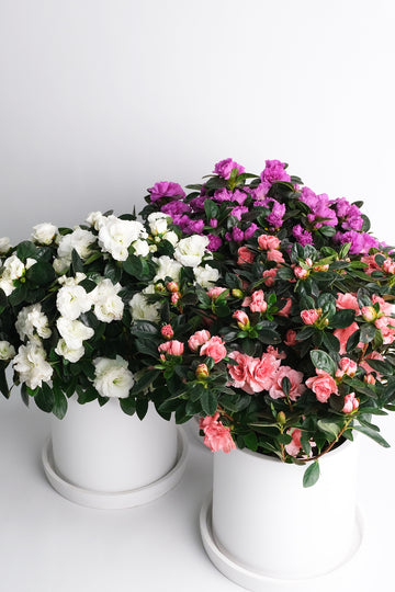 Azalea mix