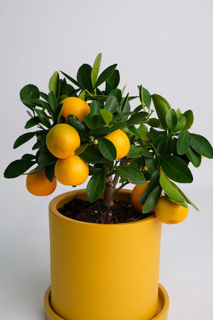 Citrus Calamondin bush - Image 2