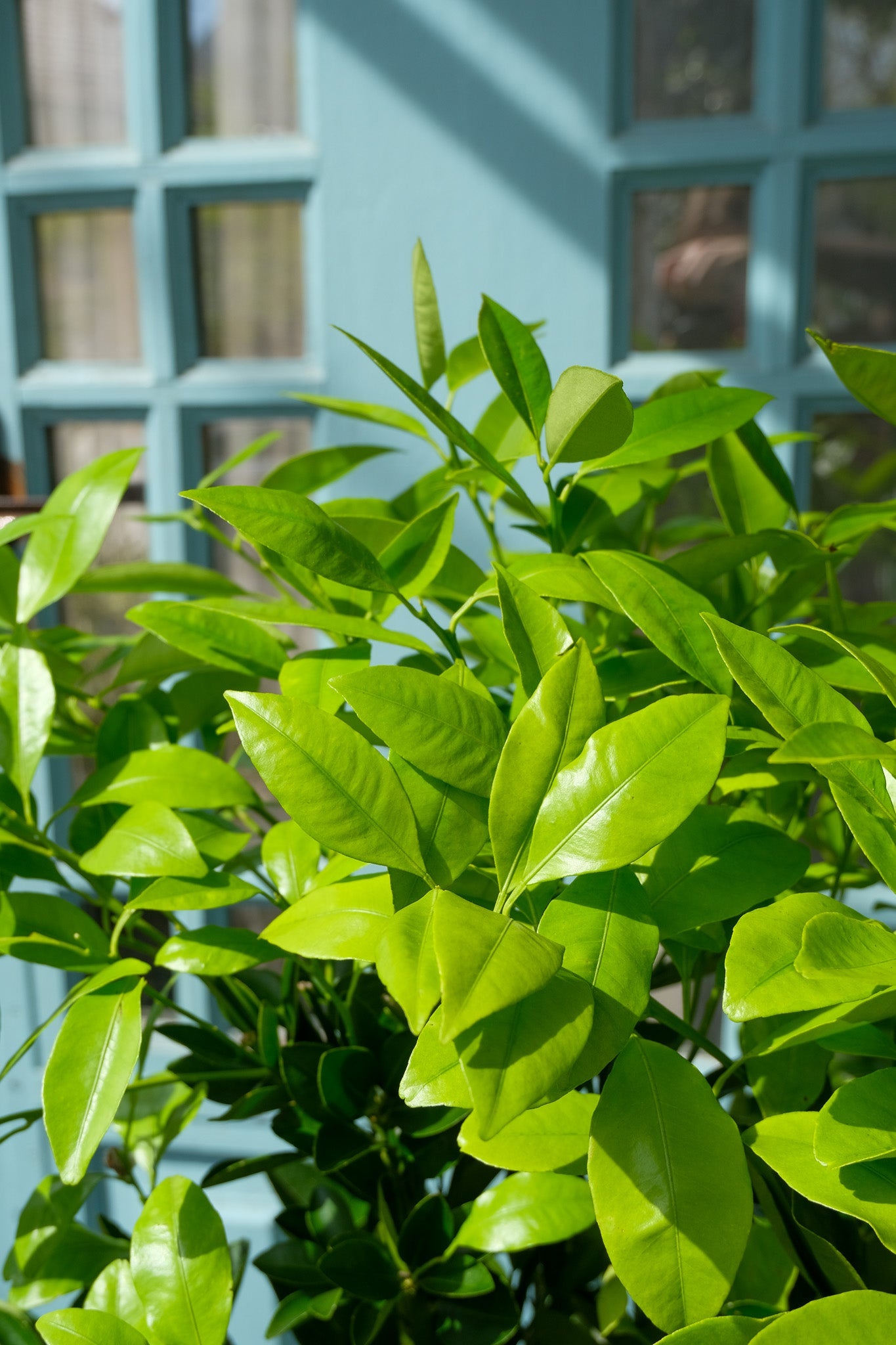 Citrus Calamondin on Stem - Image 2