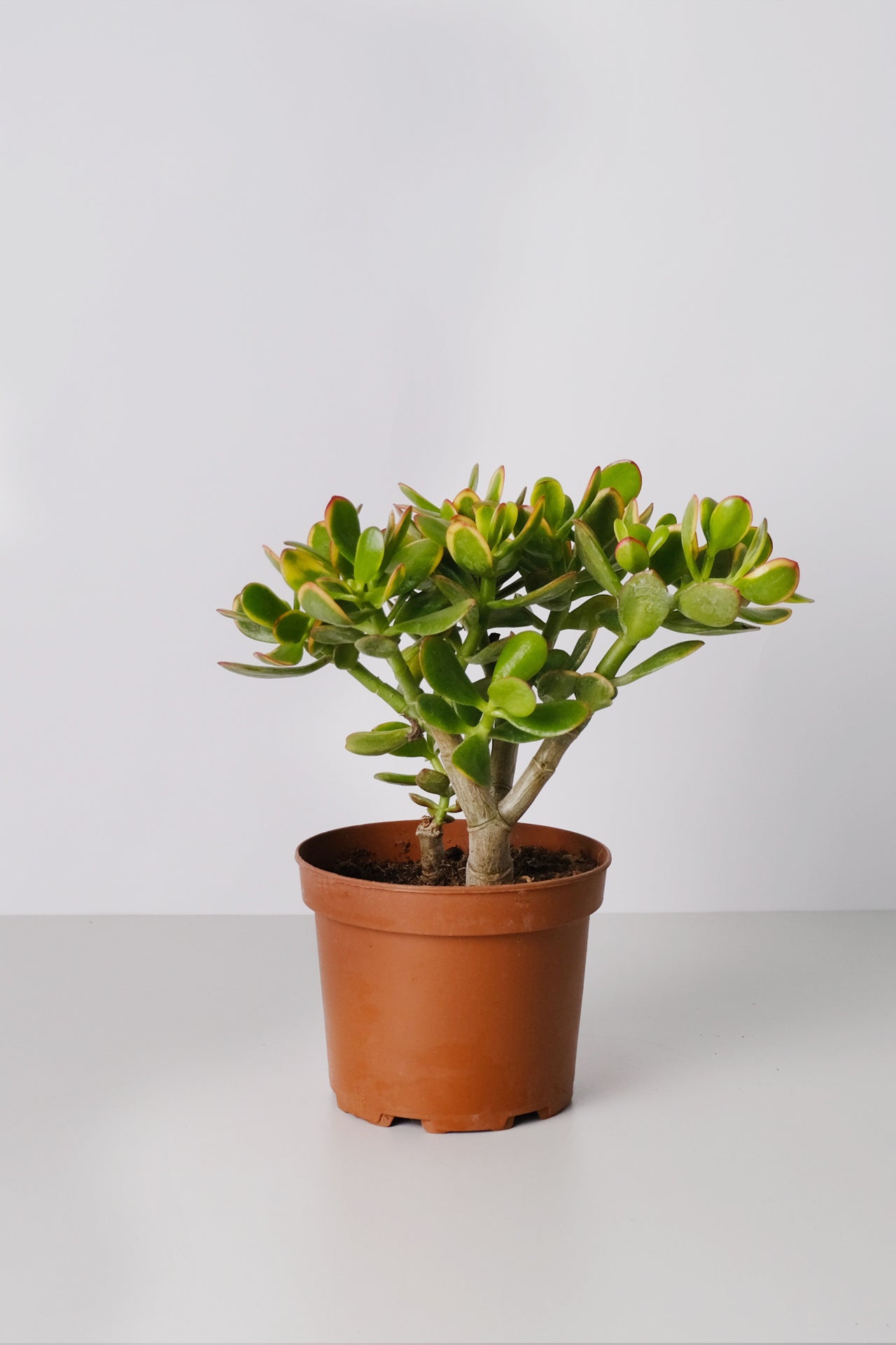 Crassula Ovata - Image 2