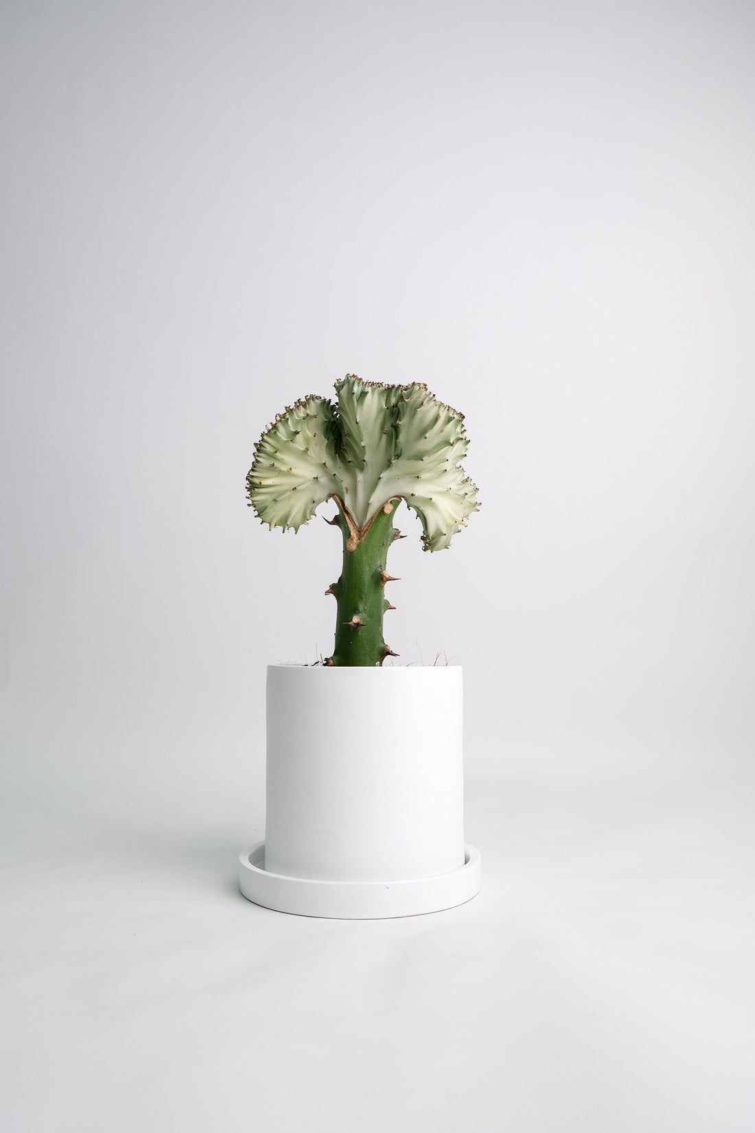 Euphorbia Lactea Cristata - Image 01