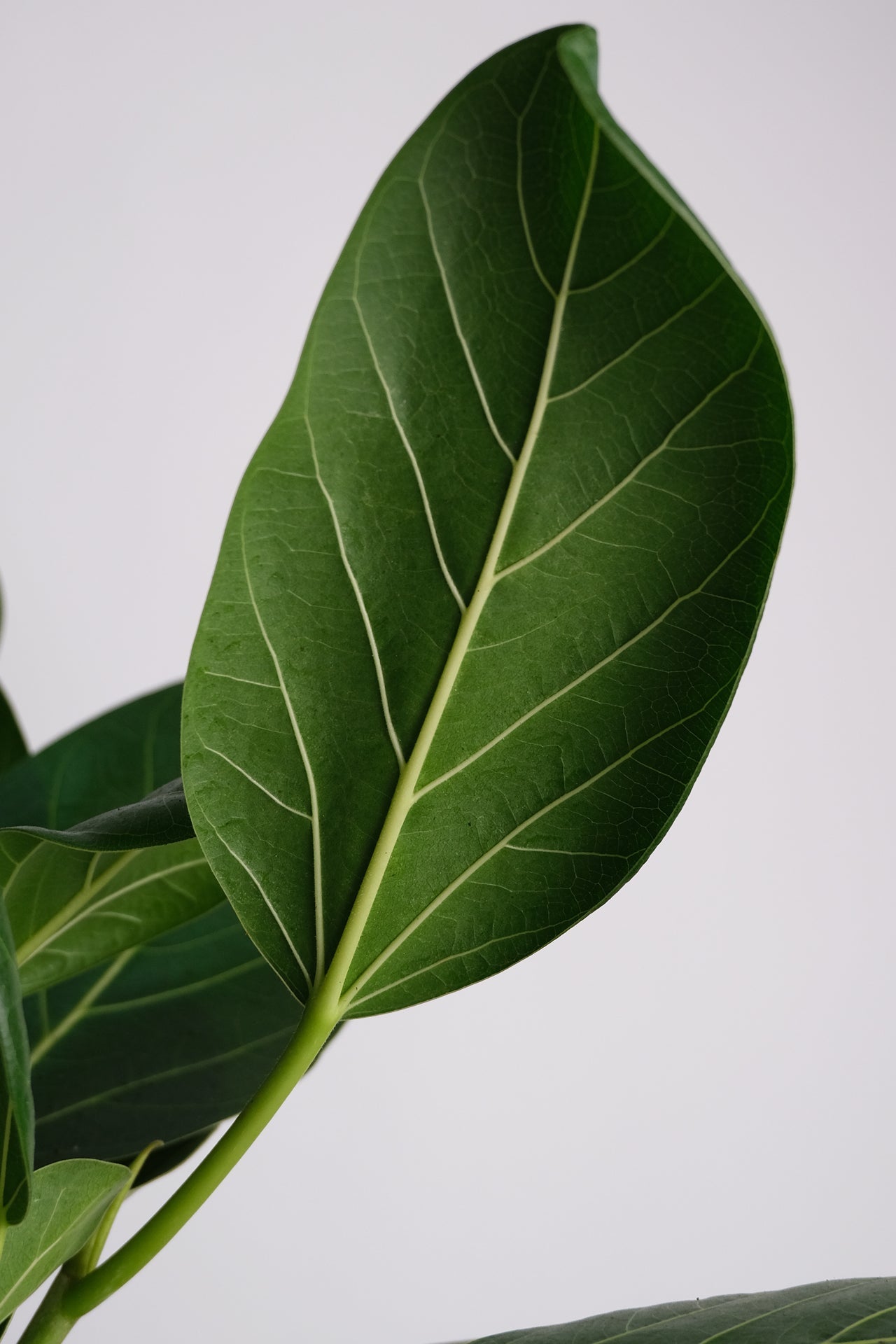 Ficus Audrey Twisted - Image 2