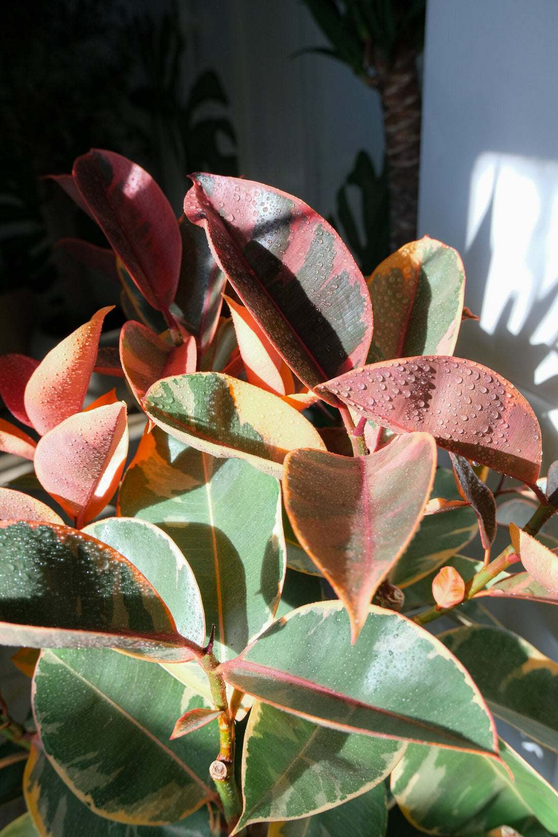 Ficus Belize on Stem - Image 2