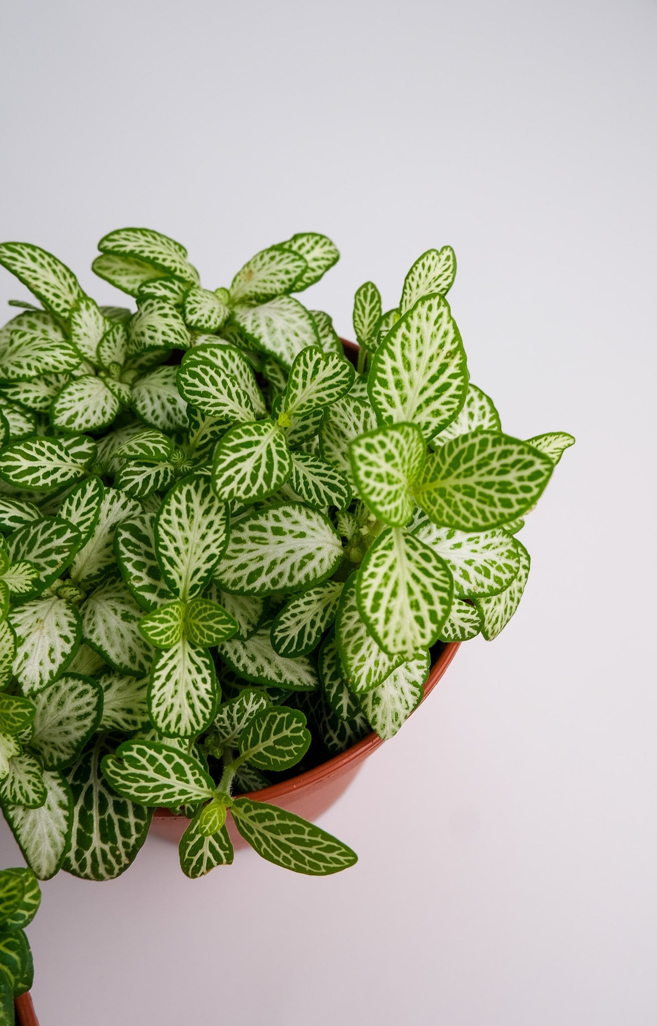 Fittonia mix - Image 2