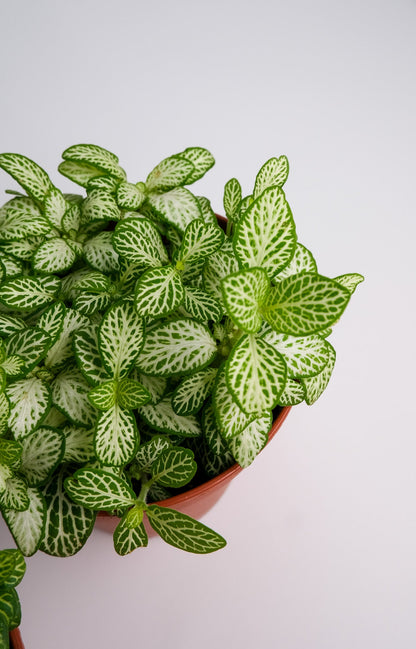Fittonia mix - Image 2