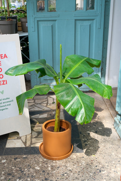 Musa Banana - Image 2