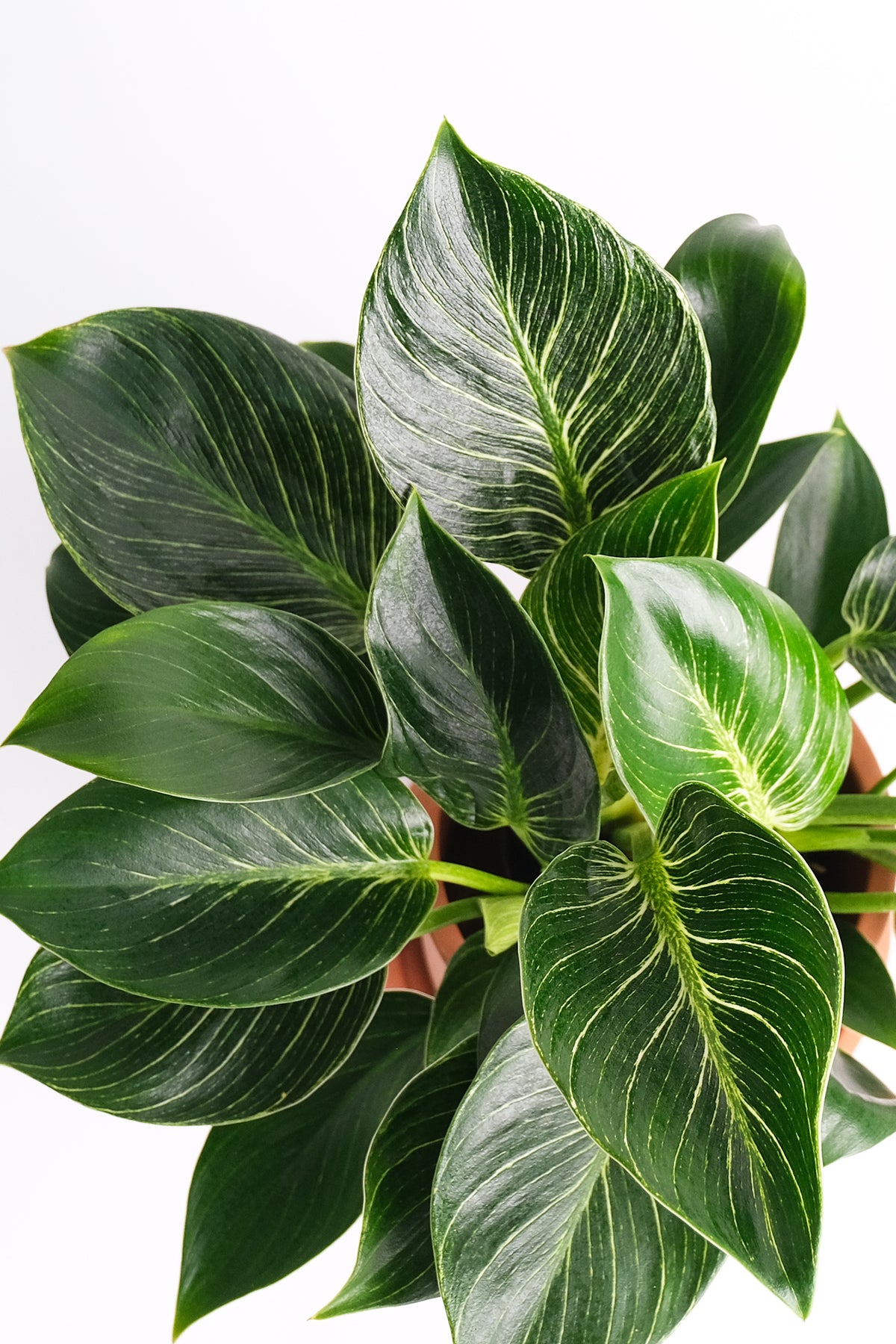 Philodendron Birkin