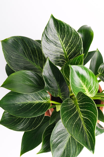 Philodendron Birkin