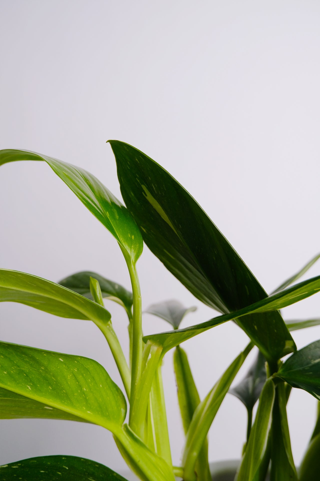 Philodendron Cobra - 2